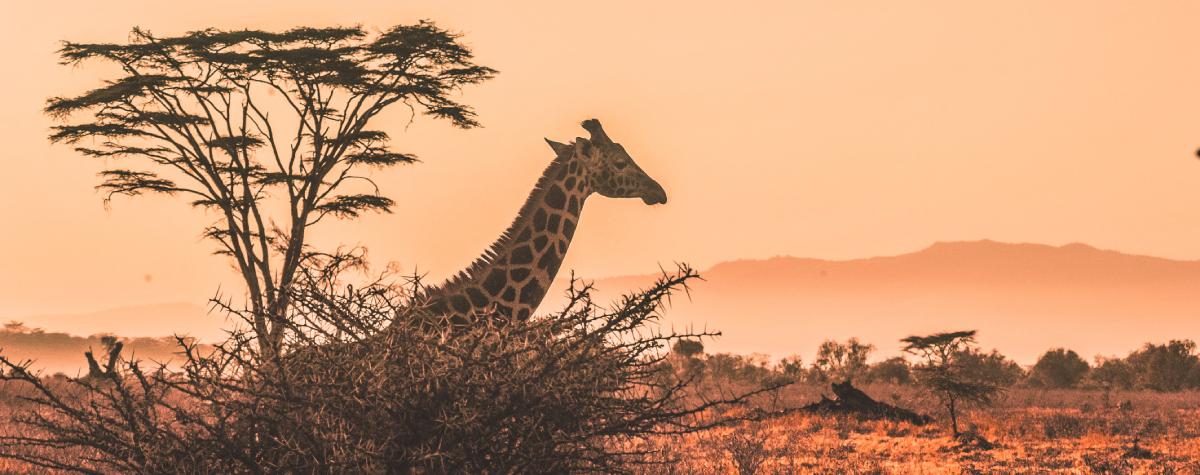 Savouring & Saving Africa's Wilderness - background banner